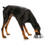 Doberman Eating Sticker