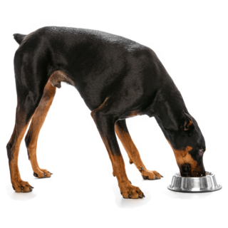 Doberman Eating Sticker