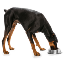 Doberman Eating Sticker