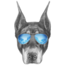 Doberman Mirror Glasses Sticker