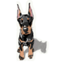 Doberman Puppy Sticker