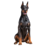 Doberman Sitting Up Sticker