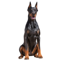 Doberman Sitting Up Sticker