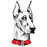 Doberman Sketch Portrait Sticker