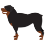 Dog Breed Rottweiler Sticker