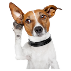 Dog Listening With Big Ear Sticker