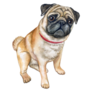 Dog Pug Smirk Sticker
