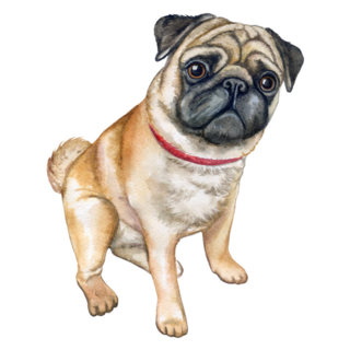 Dog Pug Smirk Sticker