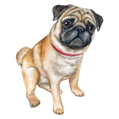 Dog Pug Smirk Sticker