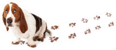 Dog With Guilty Expression And Muddy Paws Tracks Sticker