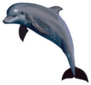 Dolphin Jump Isolated Sticker