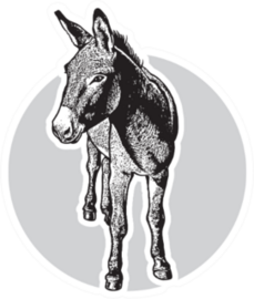 Donkey - Black And White Portrait In Front View Sticker