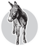 Donkey - Black And White Portrait In Front View Sticker
