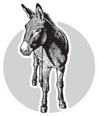 Donkey - Black And White Portrait In Front View Sticker