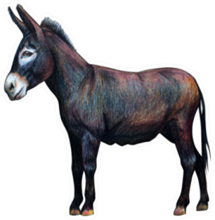 Donkey Drawing In Detail Sticker