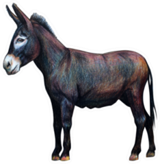 Donkey Drawing In Detail Sticker