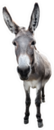Donkey Full Length Isolated On White Sticker