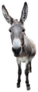 Donkey Full Length Isolated On White Sticker