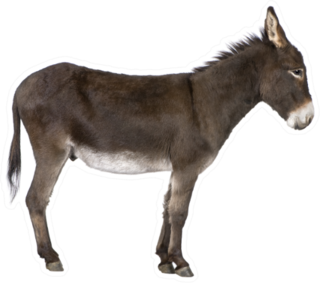 Donkey In Front Of A White Sticker