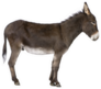Donkey In Front Of A White Sticker