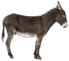 Donkey In Front Of A White Sticker