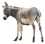 Donkey Isolated A On White Sticker
