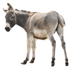 Donkey Isolated A On White Sticker