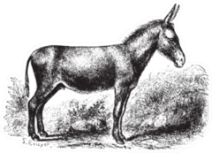 Donkey On Field, Vintage Engraved Illustration Sticker