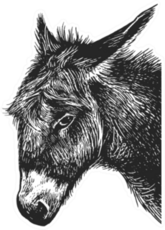 Donkey. Realistic Portrait Of Farm Animal Sticker
