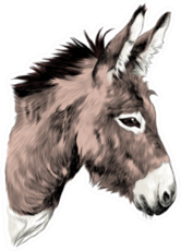 Donkey Sketch Color Picture Head Sticker