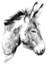 Donkey Sketch Sticker
