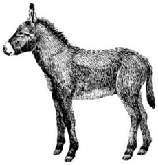 Donkey Sketch Style Sticker