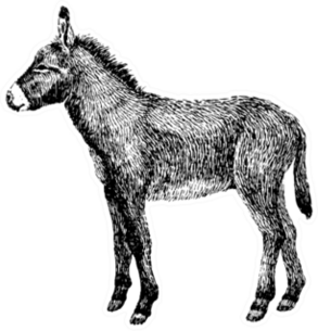 Donkey Sketch Style Sticker