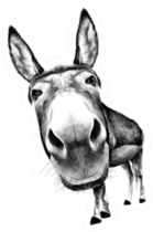 Donkey/Ass Front View With A Large Head Sticker