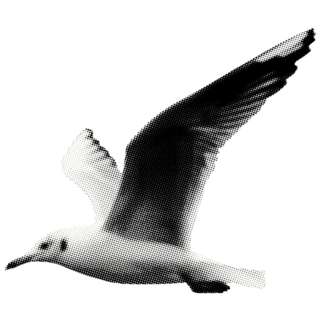 Dotted Seagull Sticker