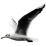 Dotted Seagull Sticker