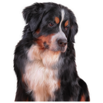 Drawing Bernese Sticker