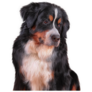 Drawing Bernese Sticker