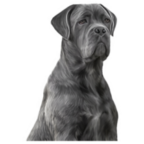 Drawing Cane Corso Sticker