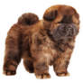 Drawing Chow Chow Pup Sticker