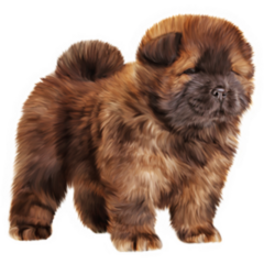 Drawing Chow Chow Pup Sticker