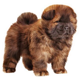 Drawing Chow Chow Pup Sticker
