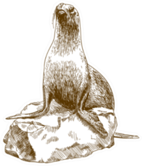 Drawing Illustration Of Female Sea Lion On Rock Sticker