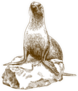 Drawing Illustration Of Female Sea Lion On Rock Sticker