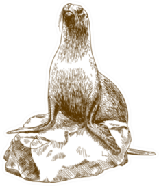 Drawing Illustration Of Female Sea Lion On Rock Sticker