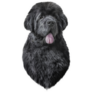 Drawing Newfoundland Sticker