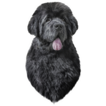 Drawing Newfoundland Sticker