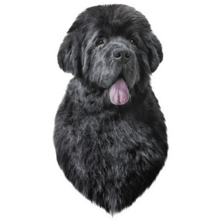 Drawing Newfoundland Sticker