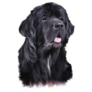 Drawing Newfoundland Sticker
