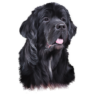 Drawing Newfoundland Sticker